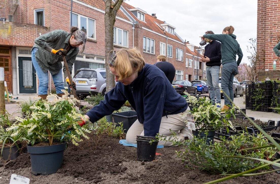 Een groep buren plant samen in hun straat een boomspiegel vol met nieuwe planten. Eén persoon hurkt op de voorgrond, een ander persoon heeft een schep vast en op de achtergrond staan meerdere mensen, waarvan er eentje naar iets wijst.